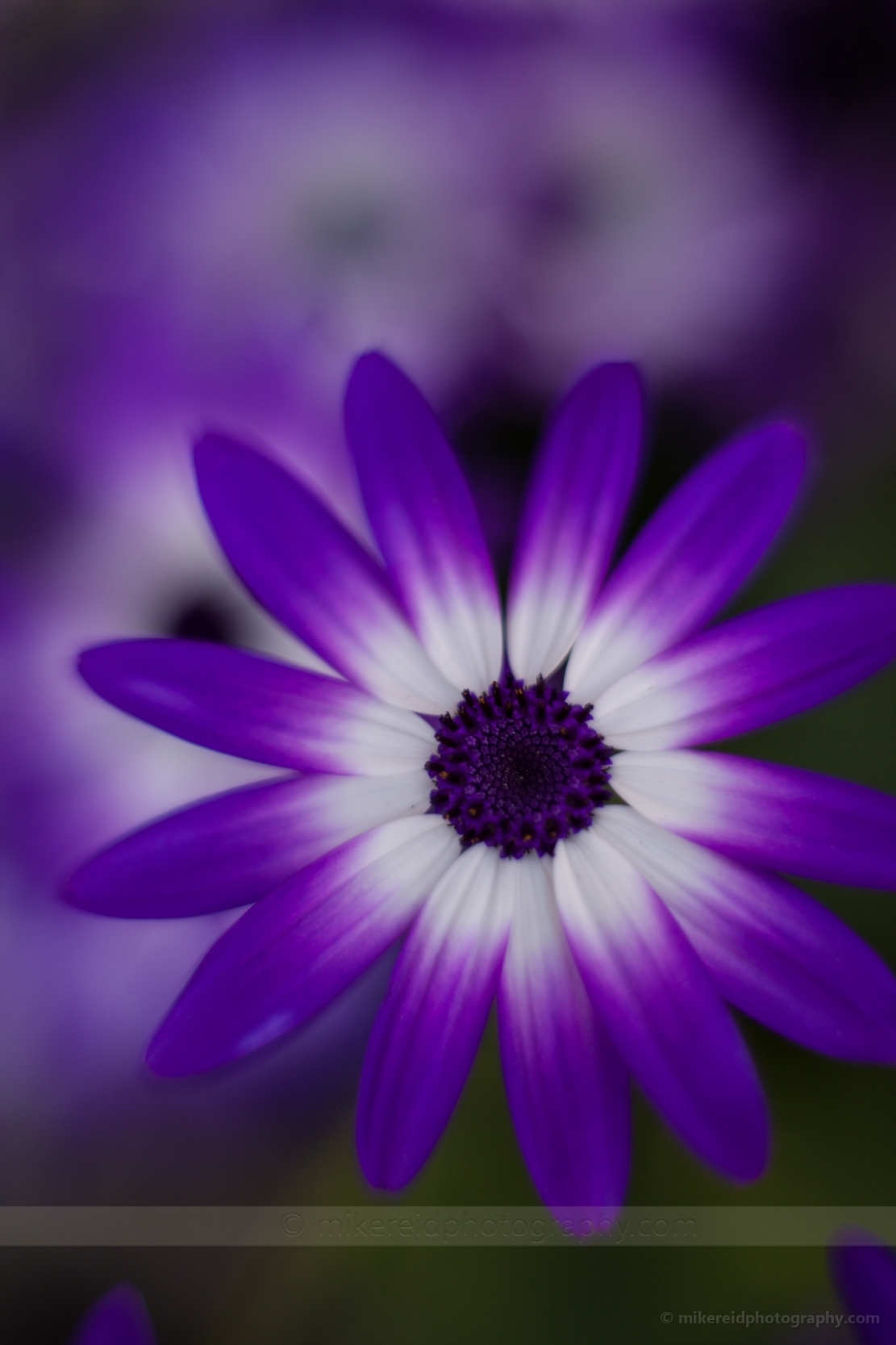 Purple White Gerbera Daisy.jpg 